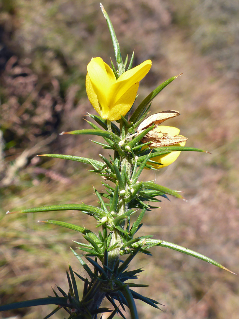 Spines and flowers