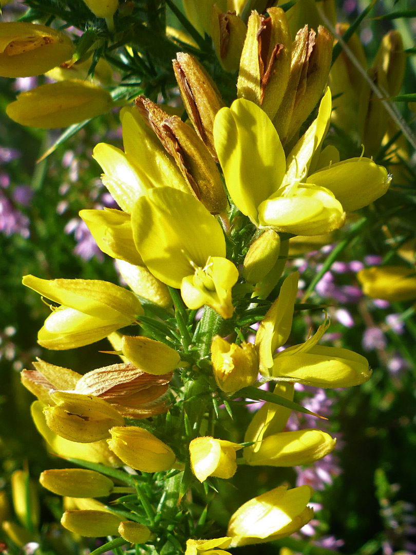 Flowers, some withered