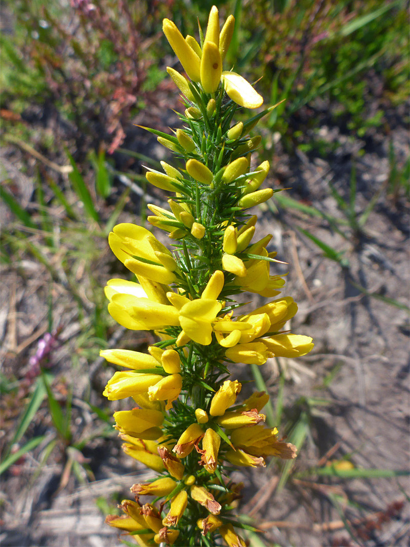 Spines and flowers