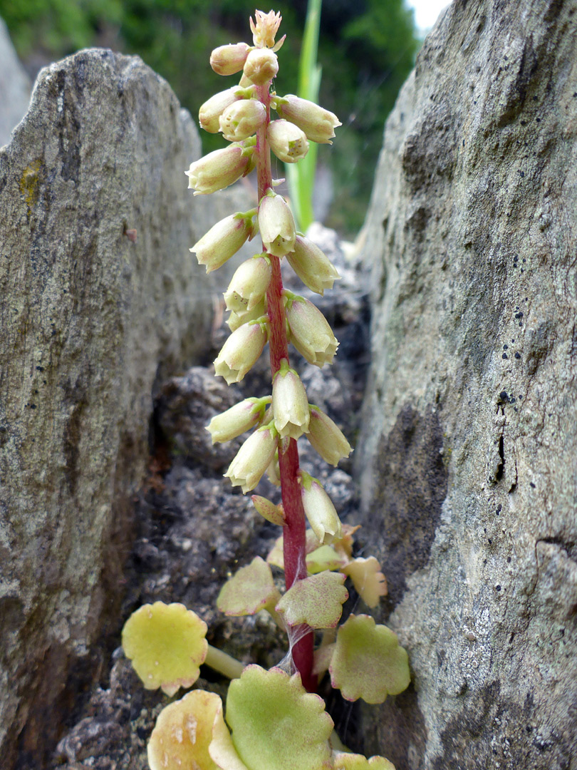 Flowers, stem and leaves