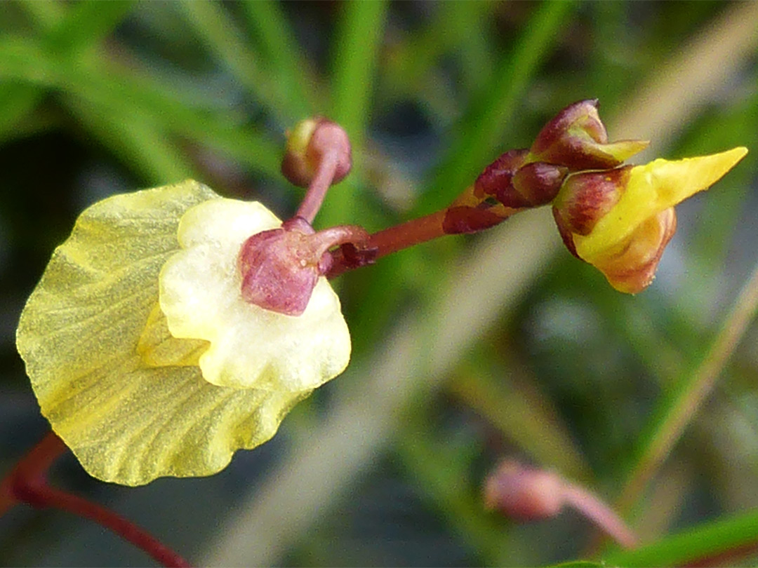 Flower and pedicel