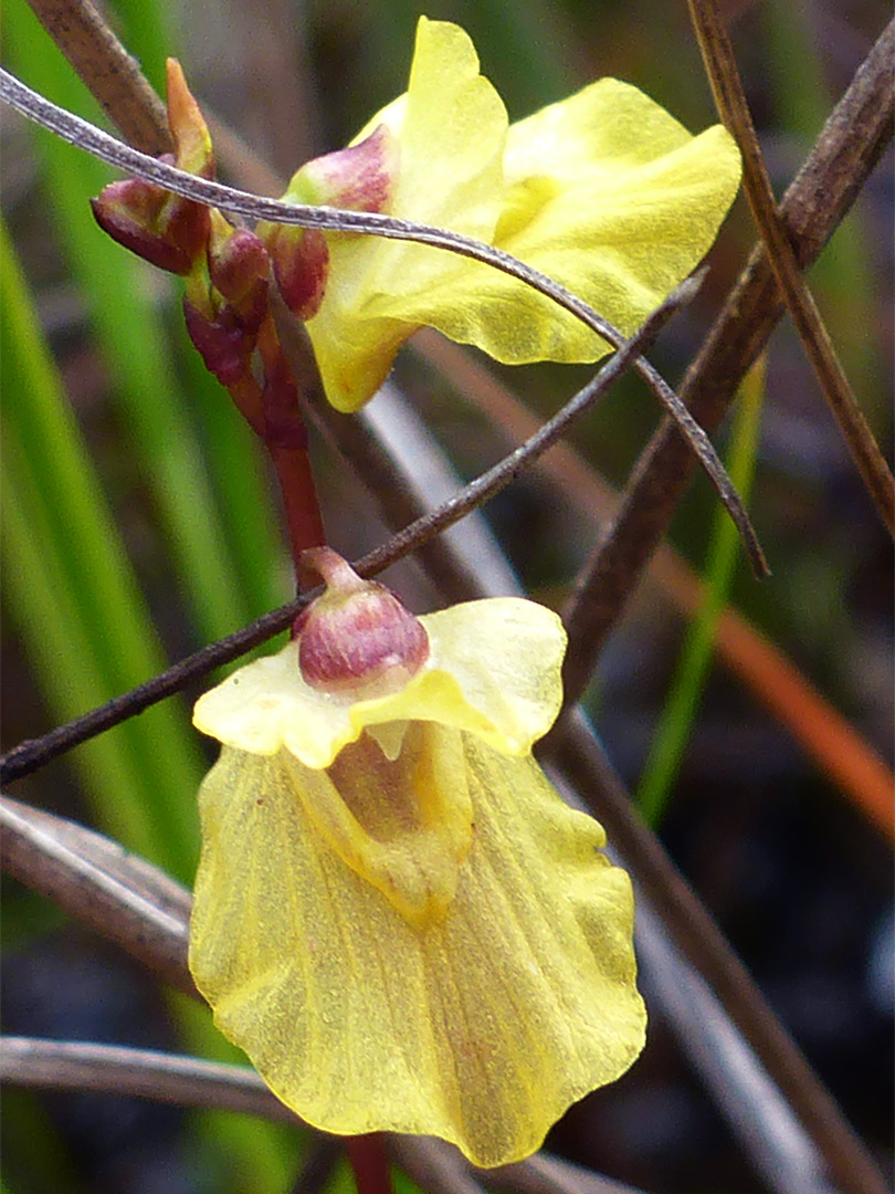 Veined corolla lobes