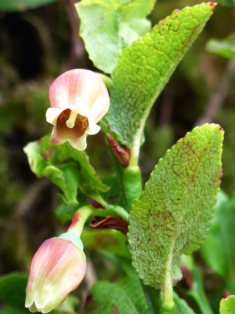 Urn-shaped flowers