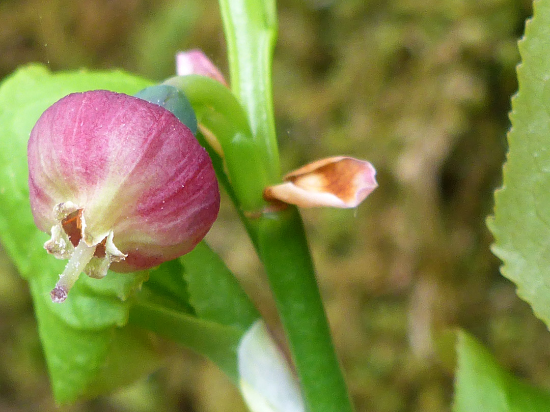 Urn-shaped flower