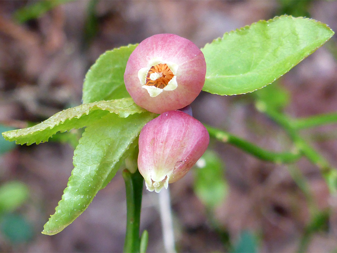 Common biberry