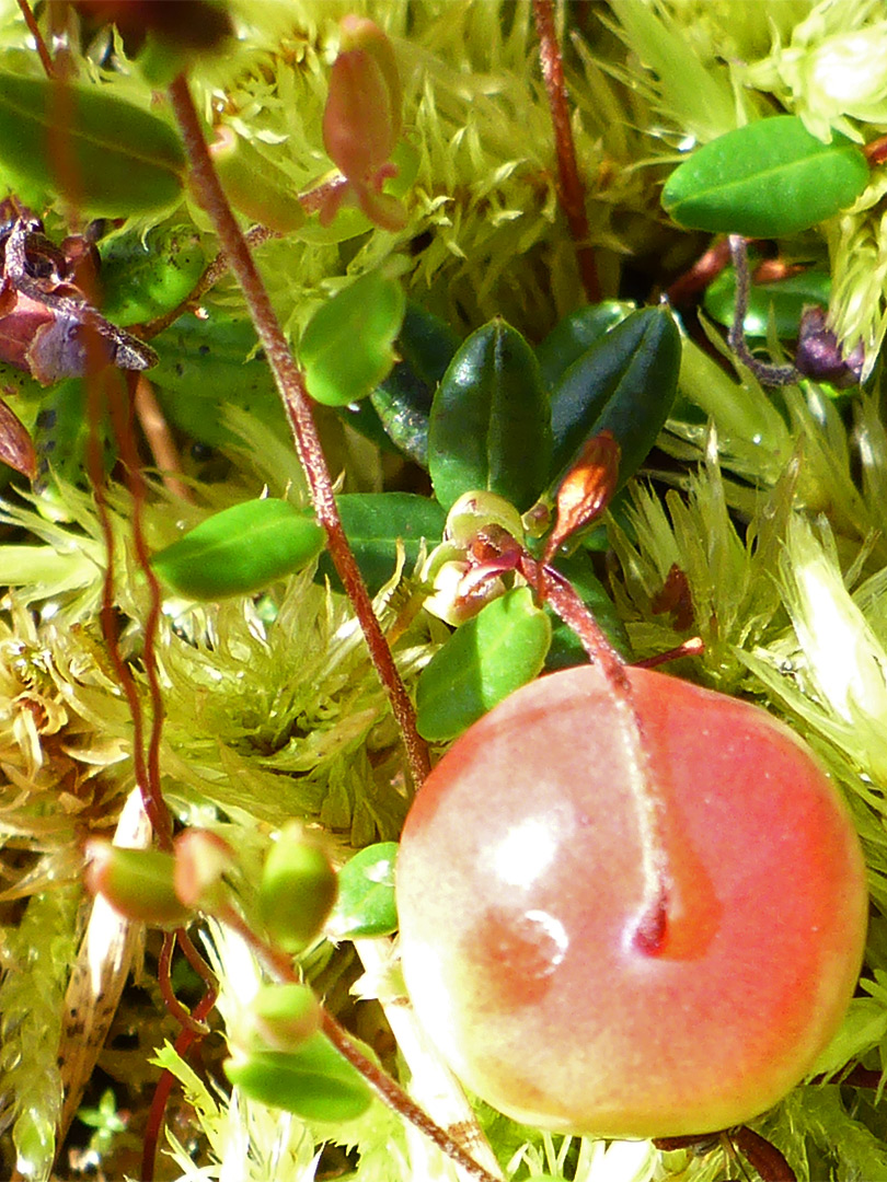 Orange-red berry