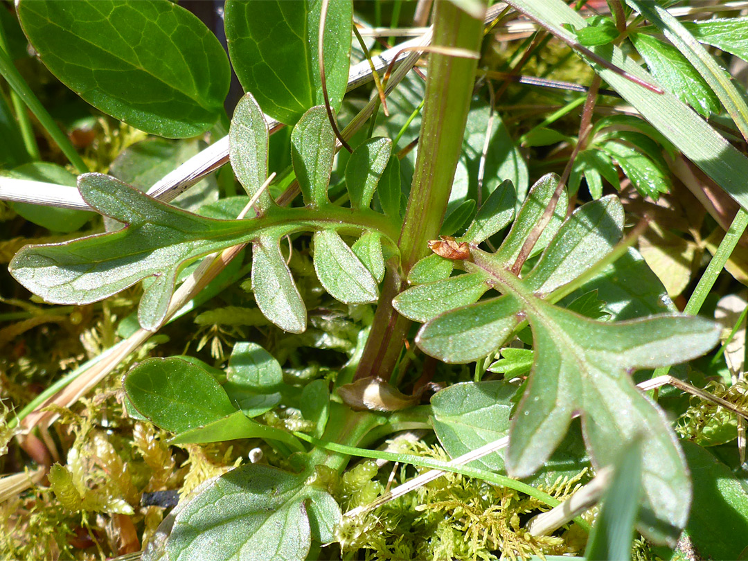 Lower stem leaves