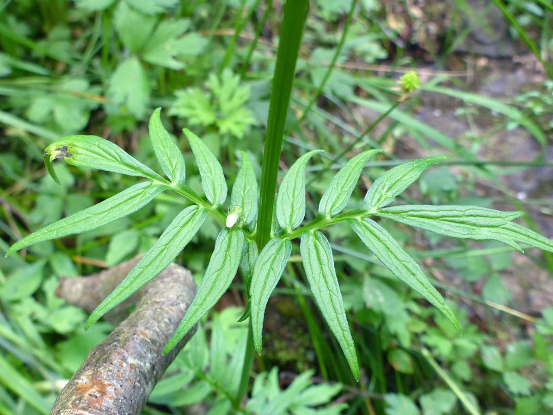 Compound leaves