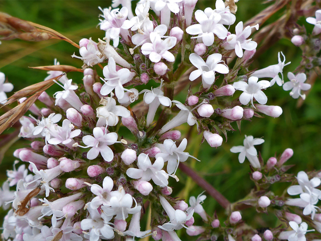 Five-lobed flowers