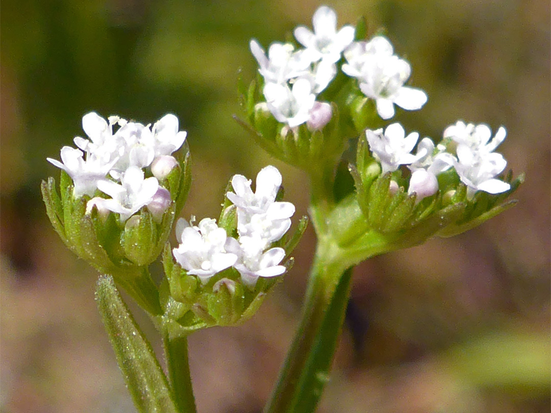 Tiny white flowers