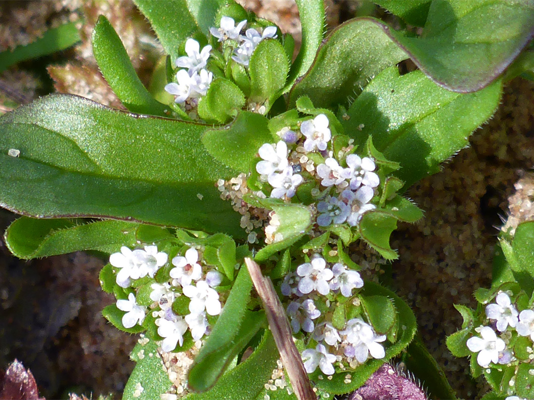 Tiny flowers