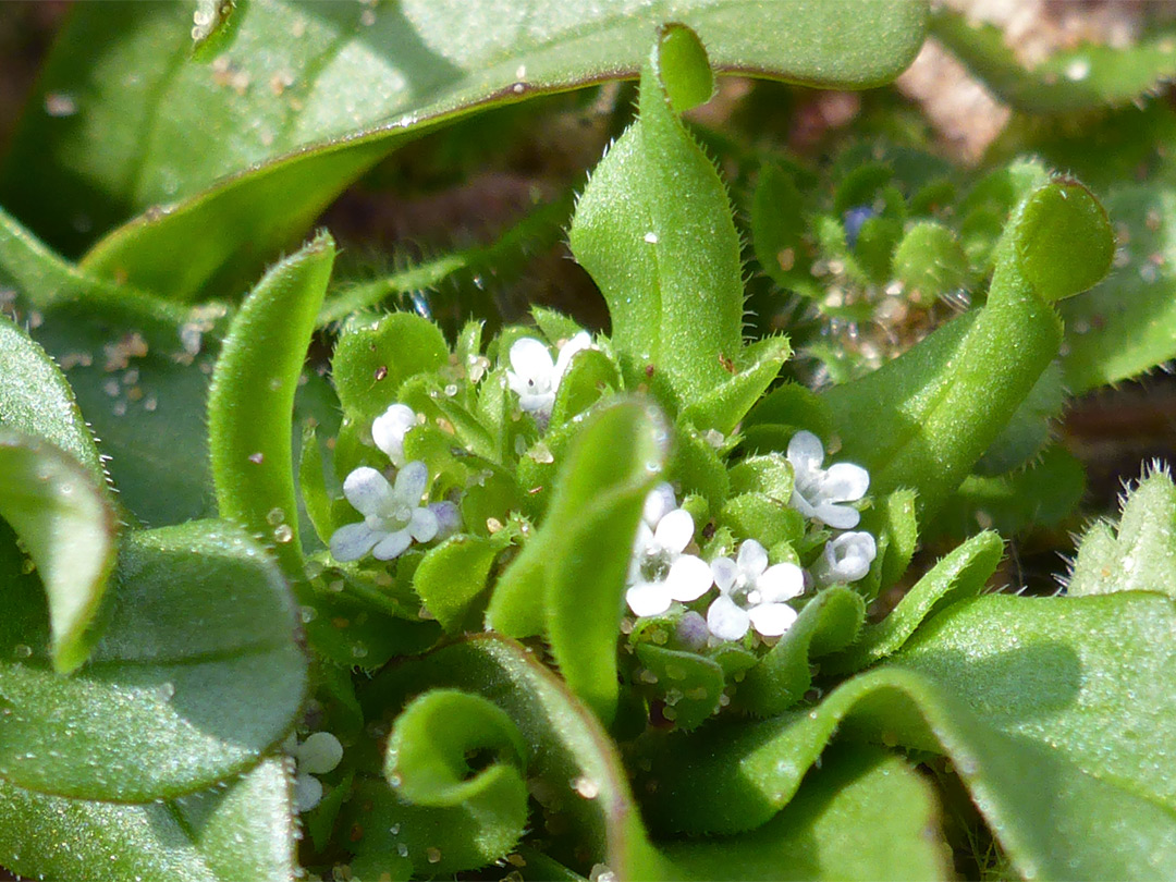 Flowers and leaves