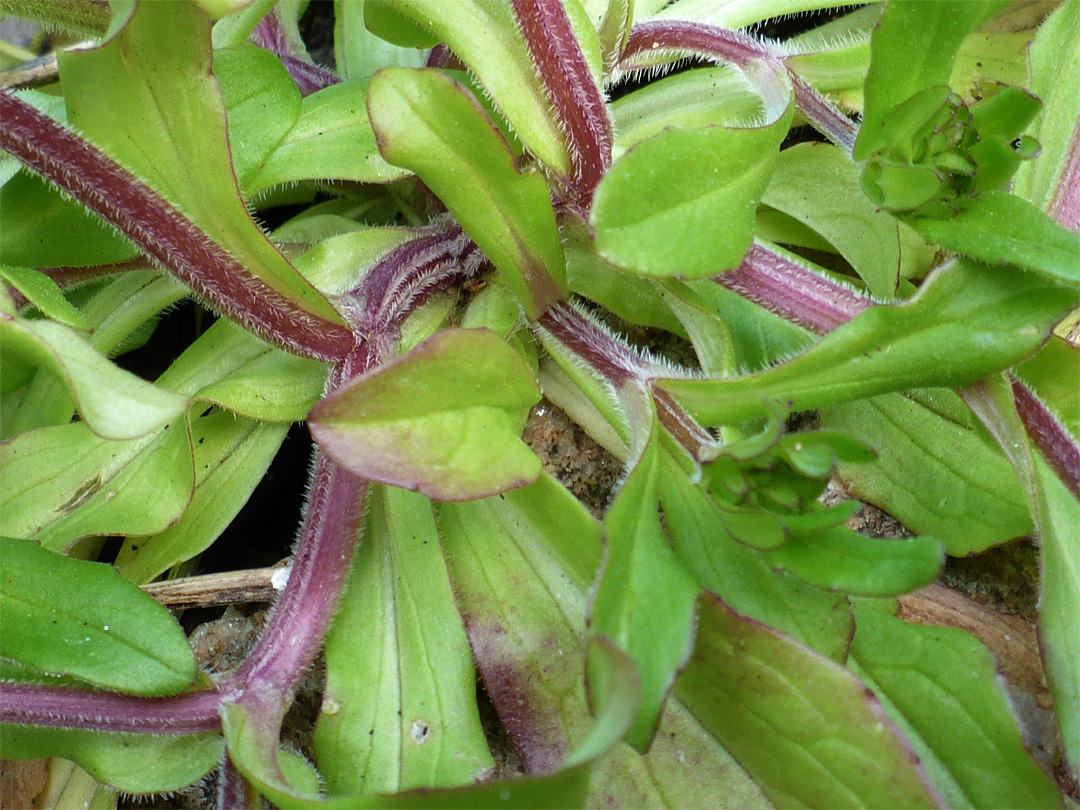 Hairy stems