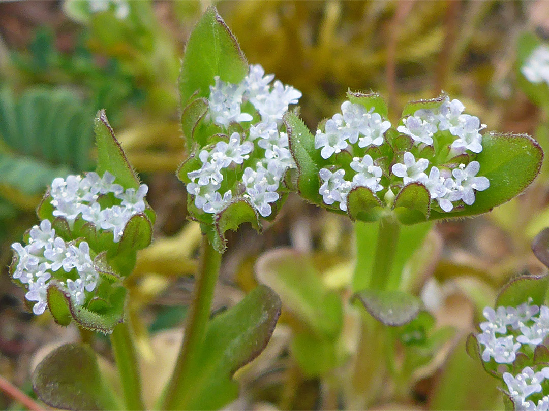 Clustered flowers