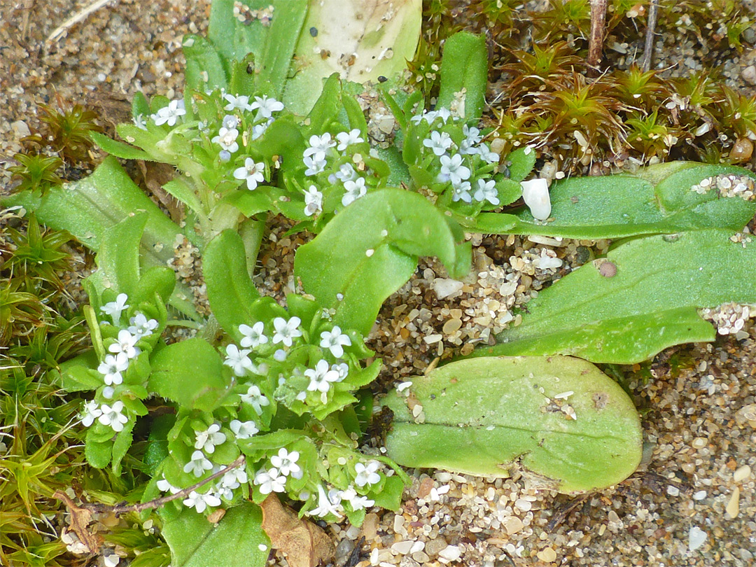 Leaves and flowers