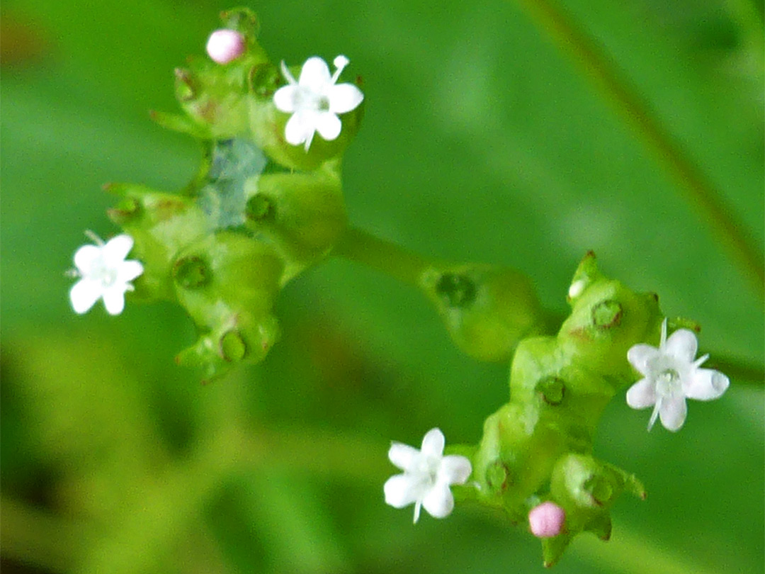 Broad-fruited cornsalad