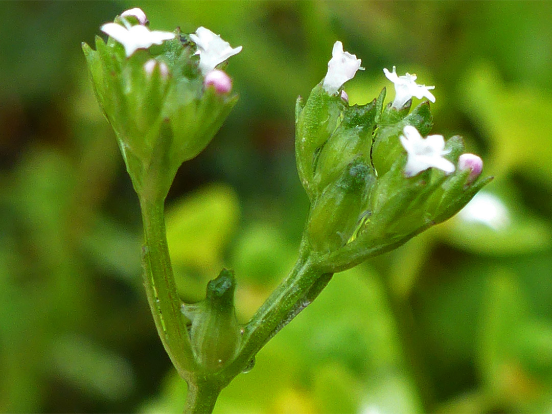 Forked cluster