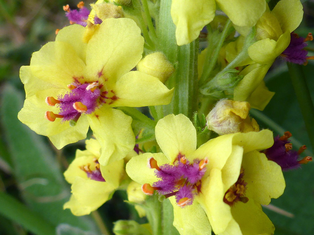 Pale yellow flowers