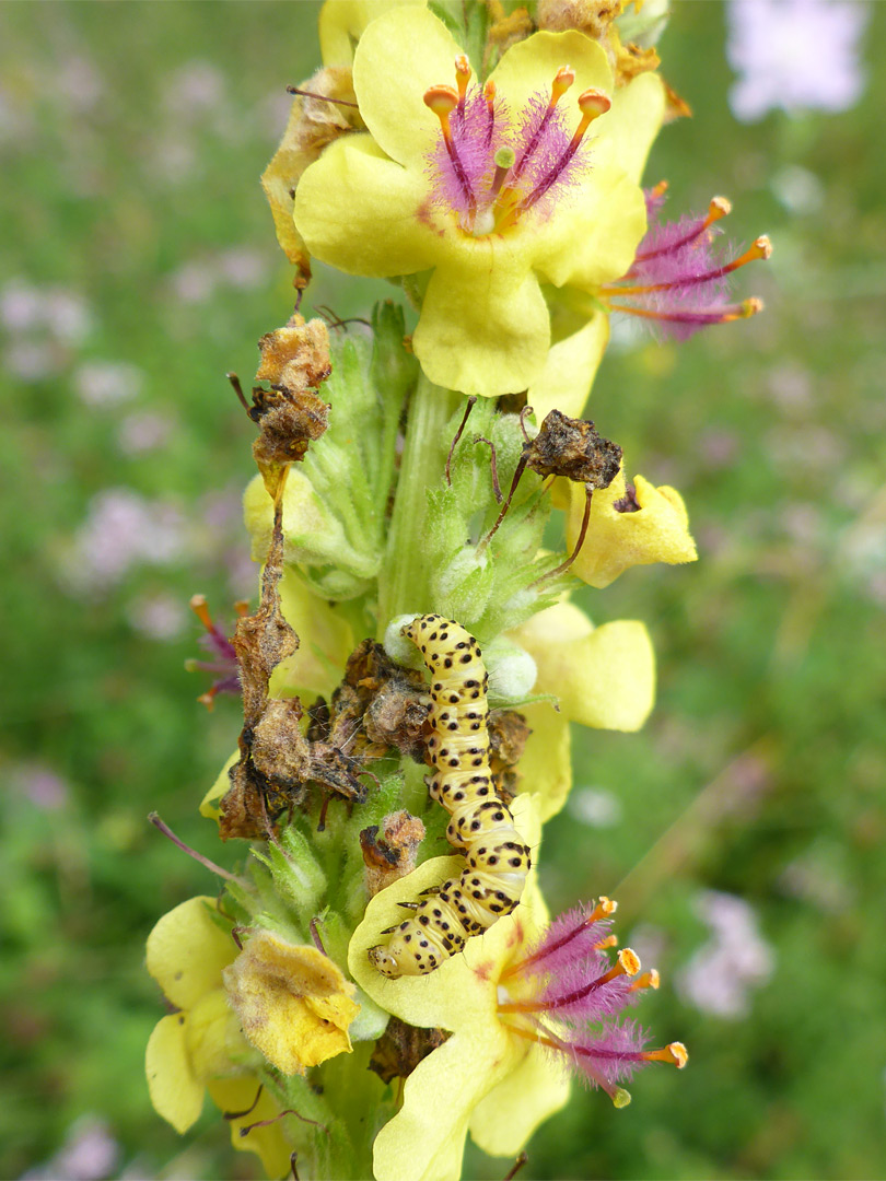 Caterpillar on flowers