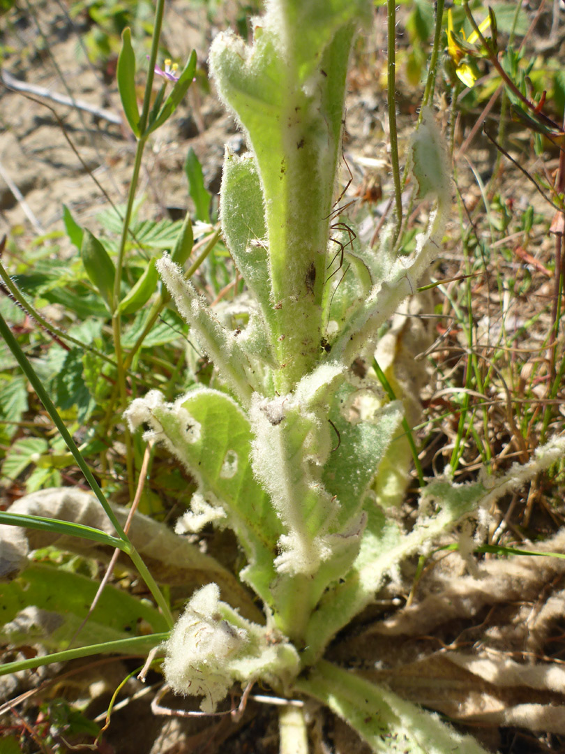 Basal leaves