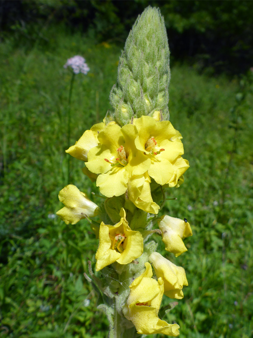 Elongated inflorescence