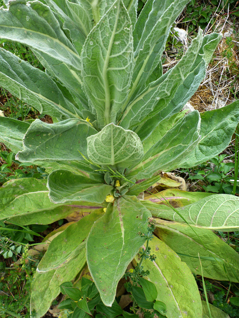 Strongly-veined leaves