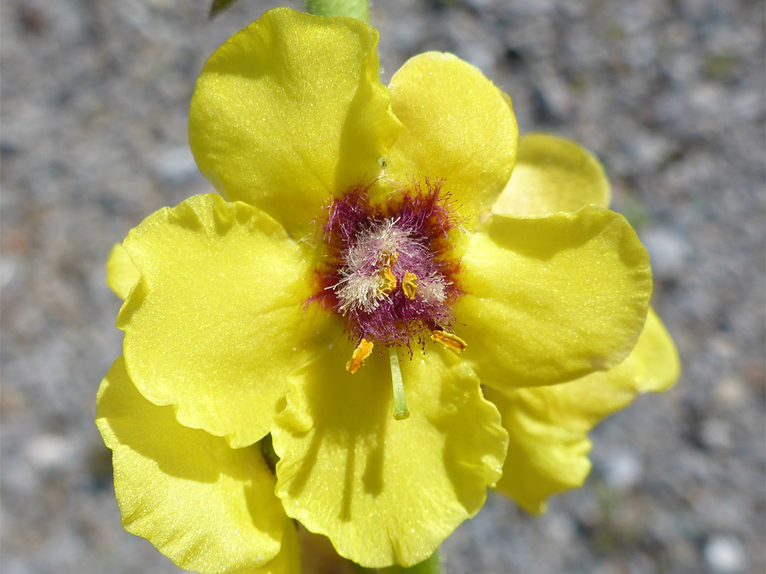 Rounded petals