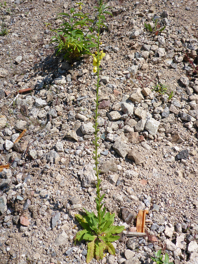 Tall plant