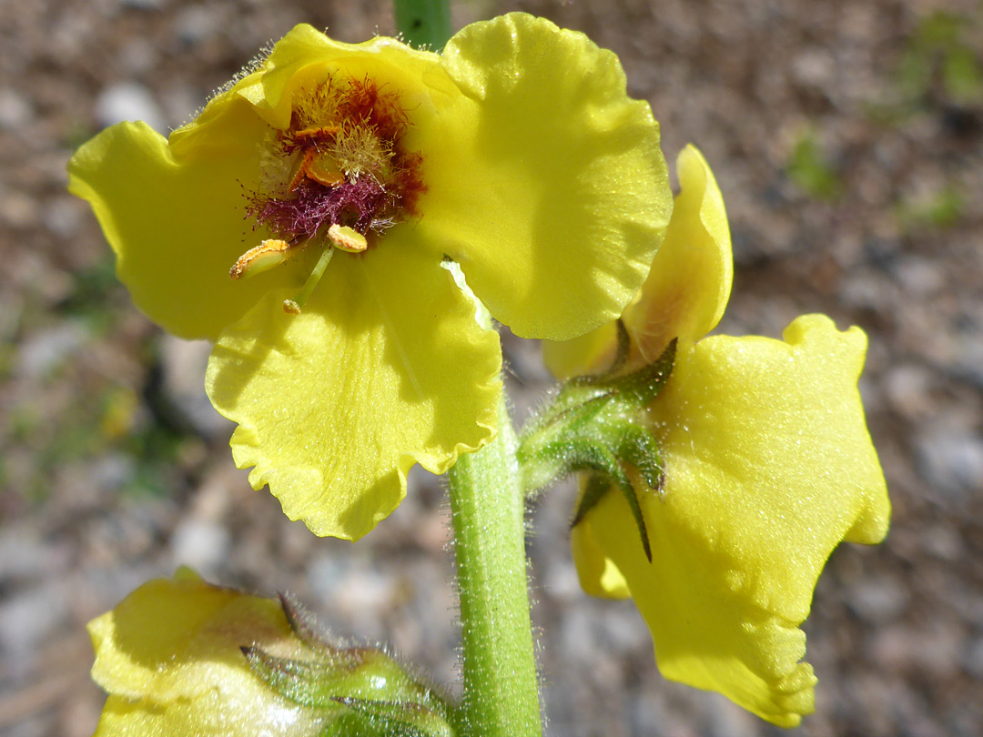 Top of a stem