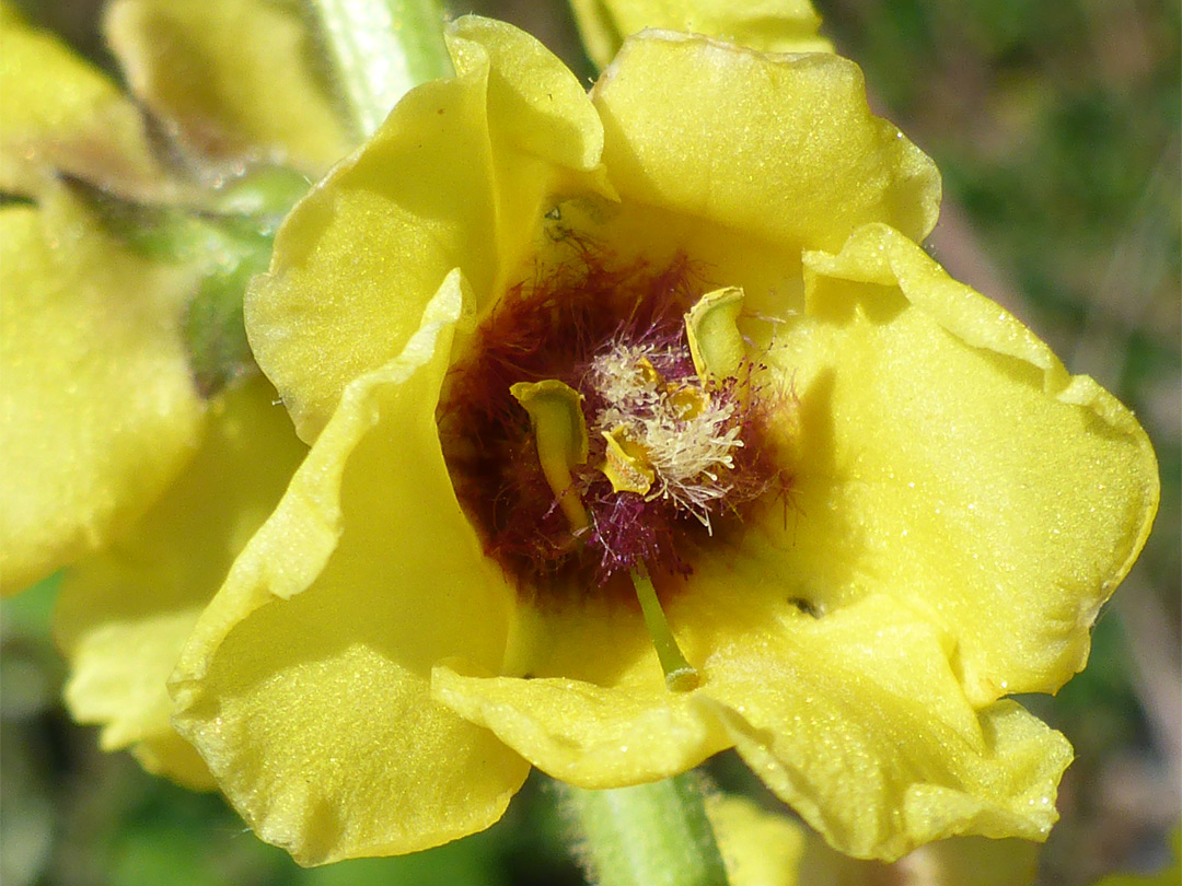 Flower centre