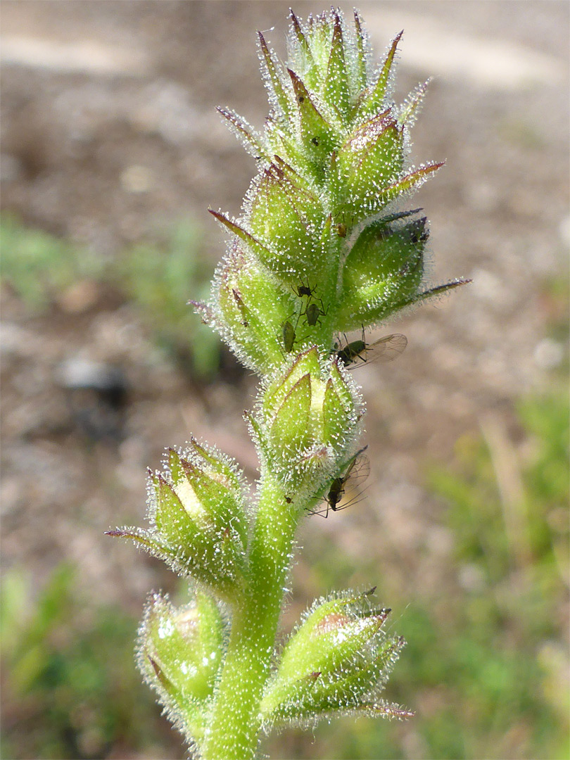 Glandular hairs