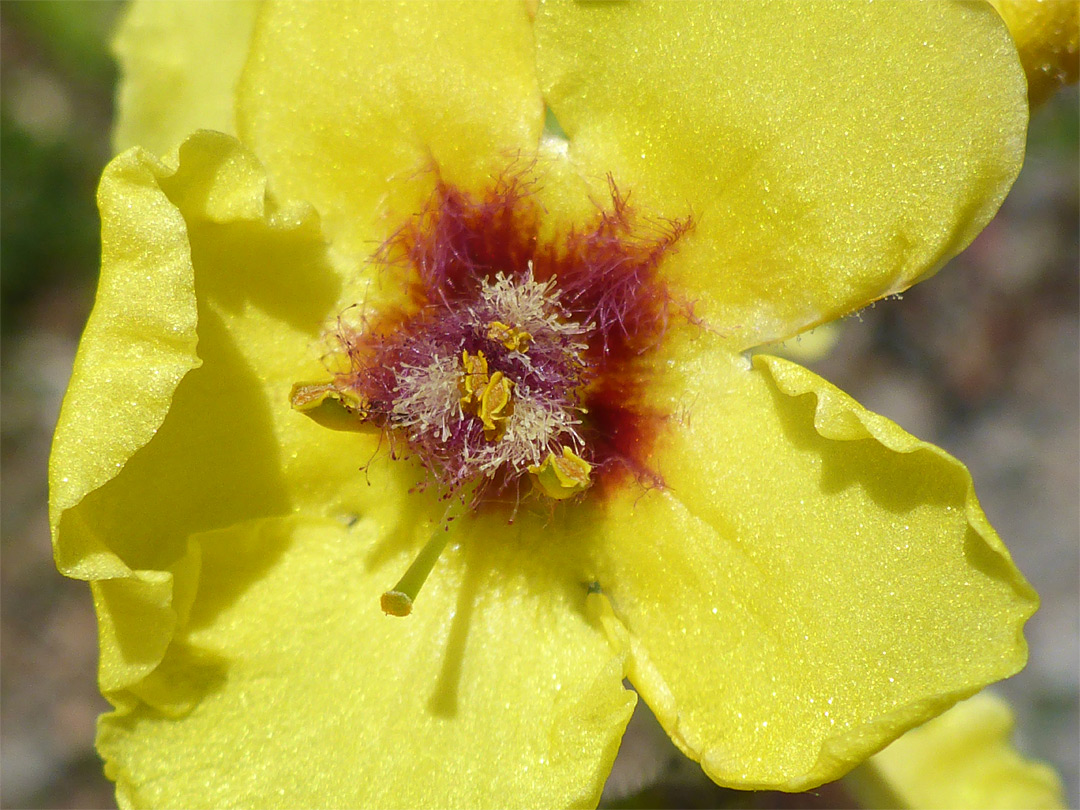 Stamens