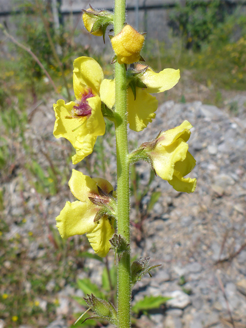 Stout stem