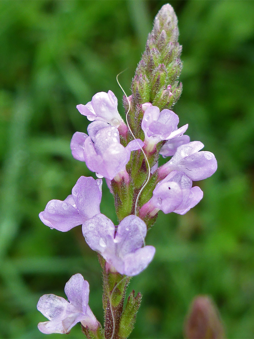 Pale purple flowers