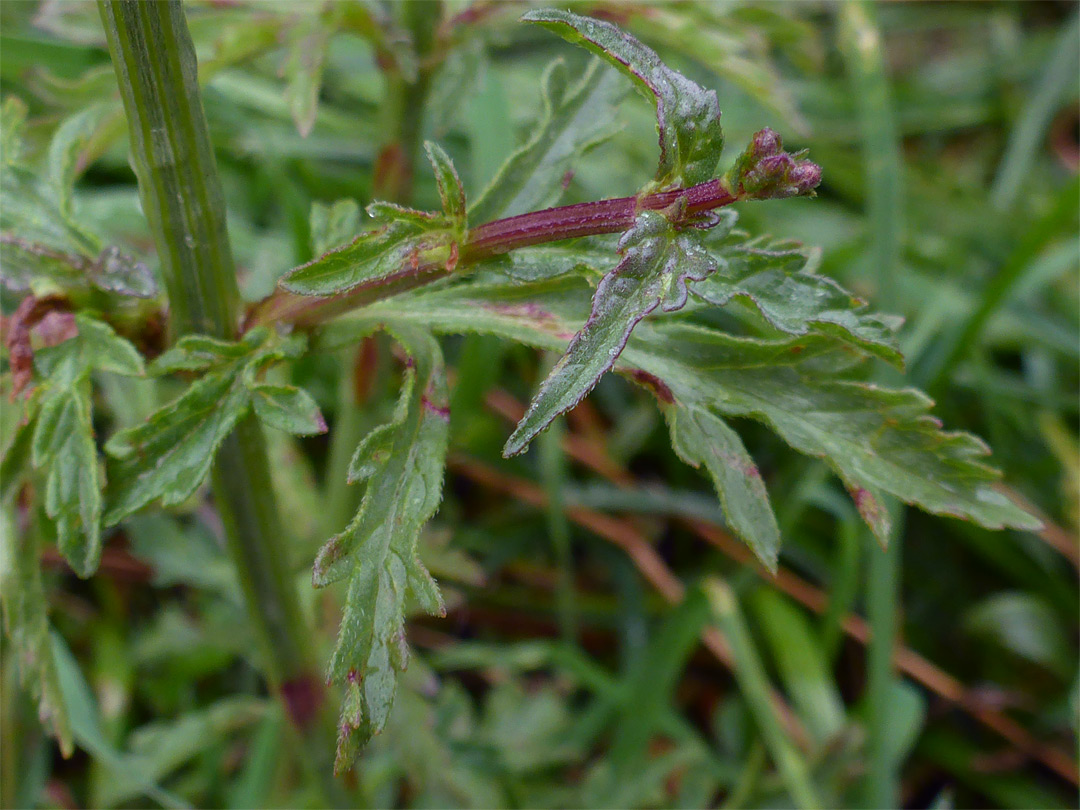 Leaves