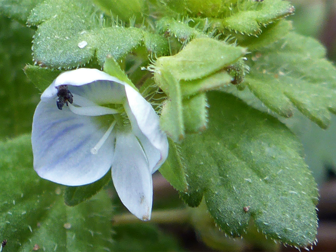 Leaves and flower