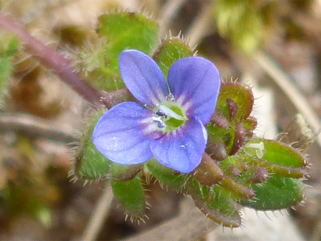 Solitary flower