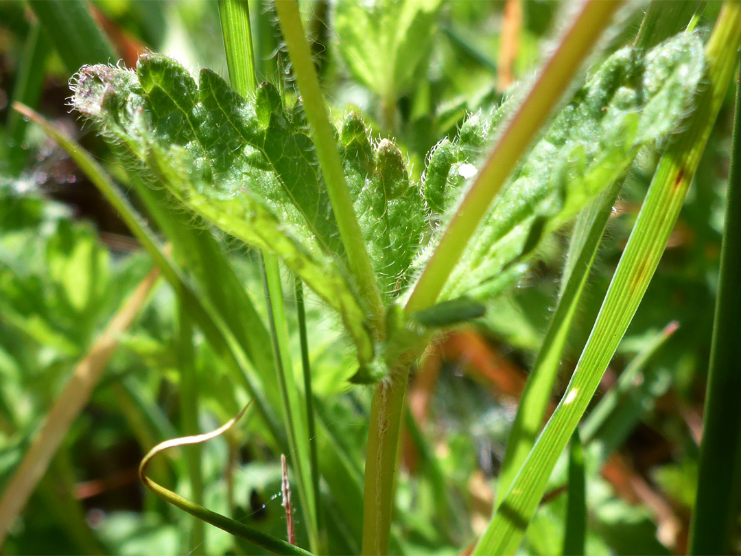 Toothed leaves