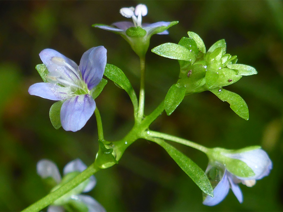 Brooklime