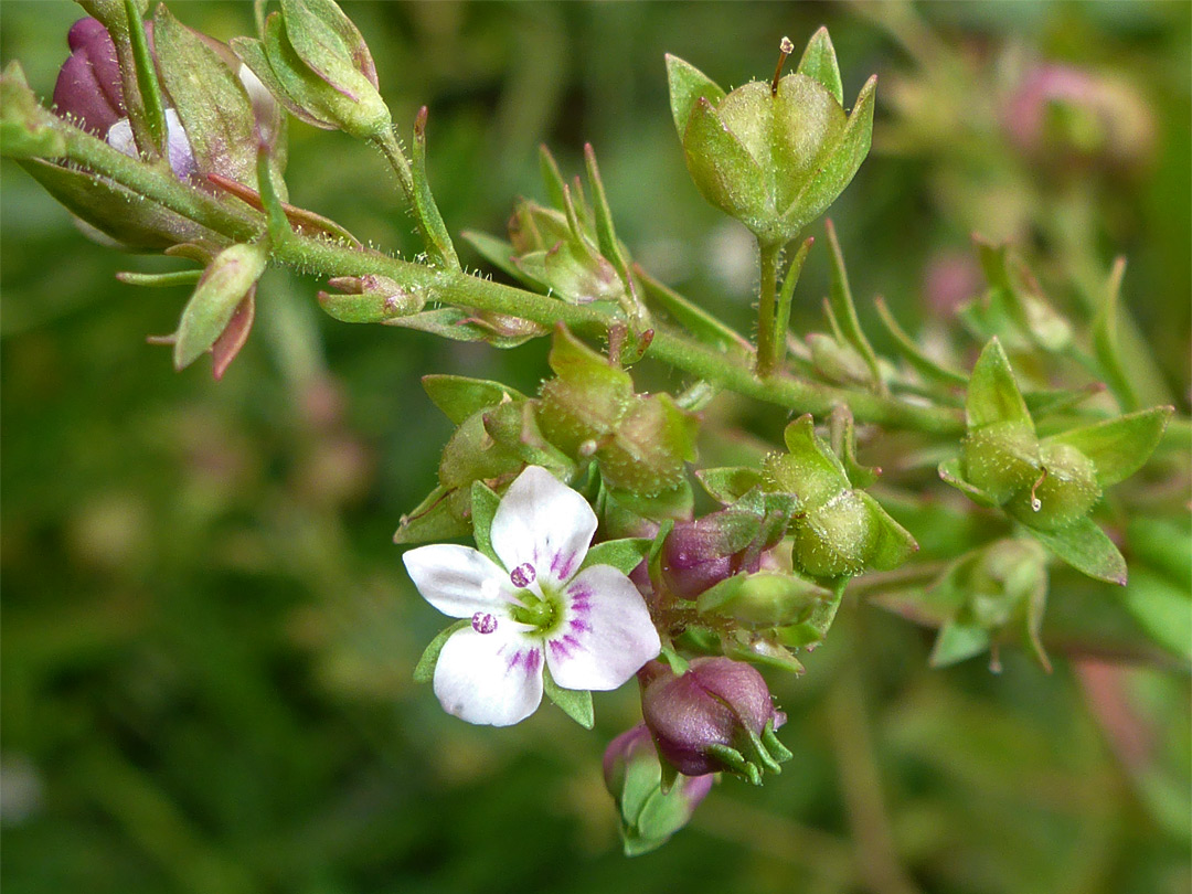 Sparsely hairy stem