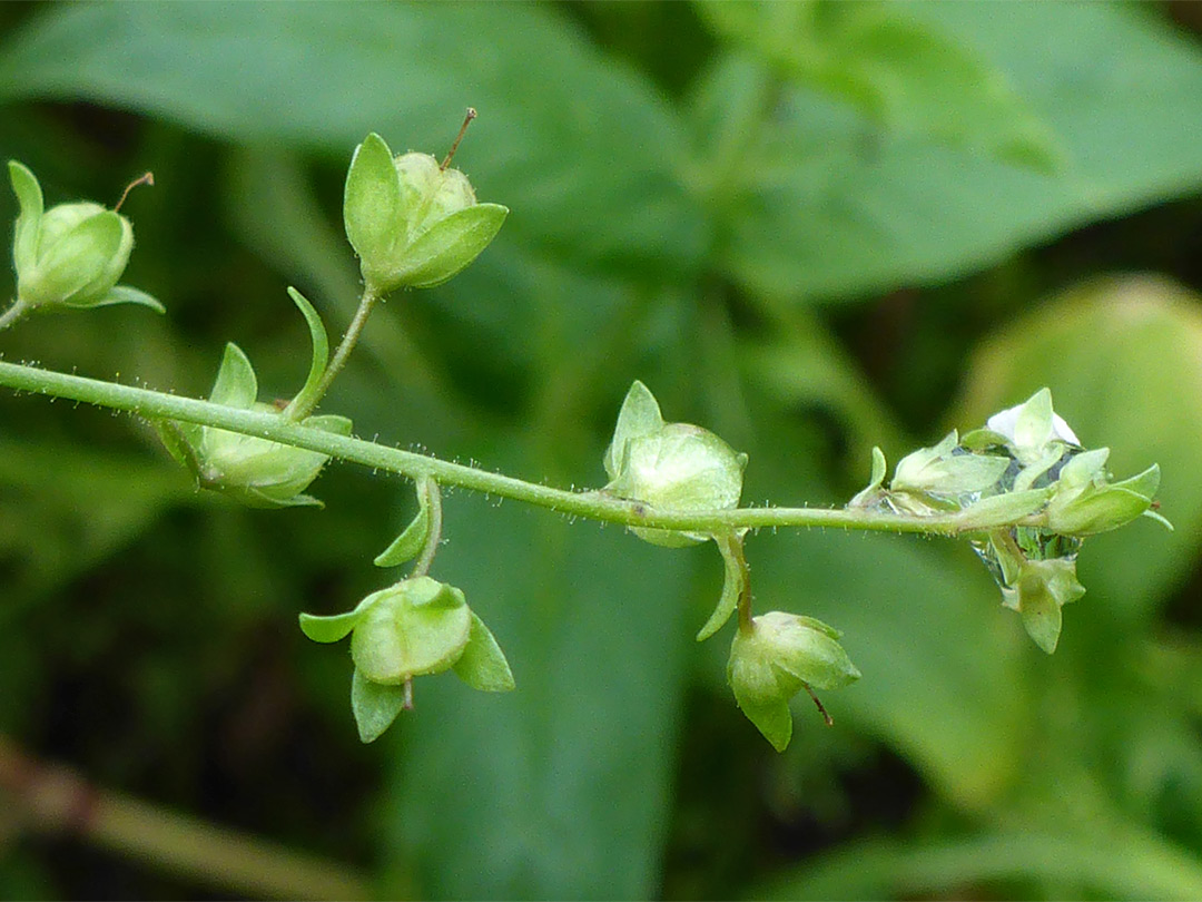 Notched fruits