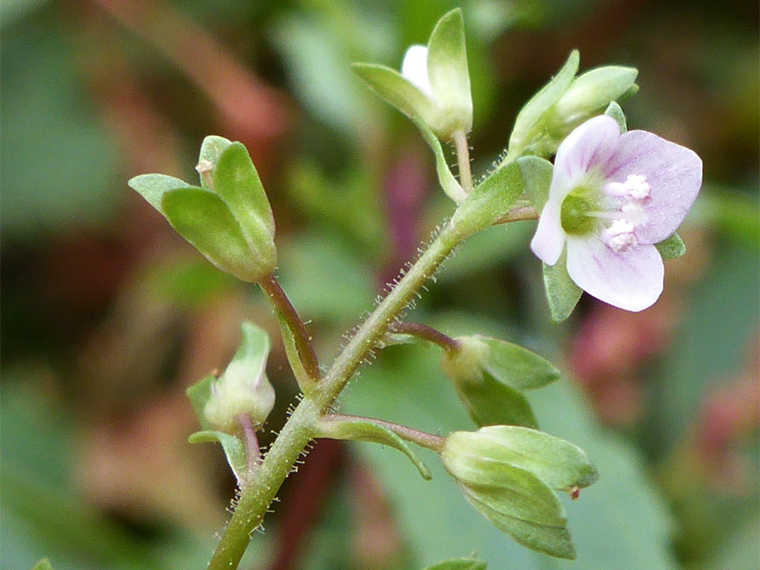 Fruits and flower