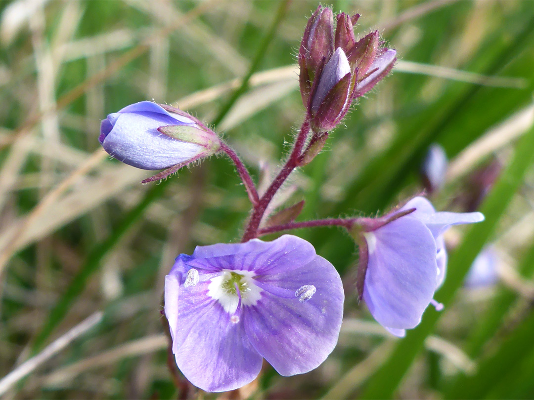 Flowers and buds