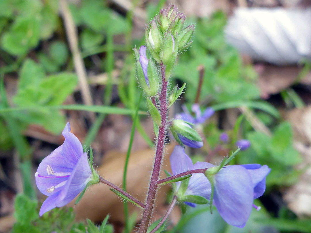 Germander speedwell