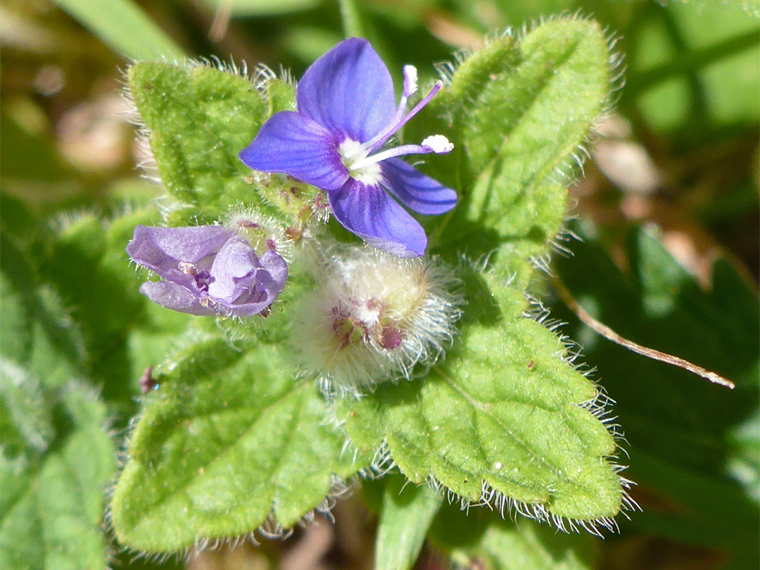 Two flowers