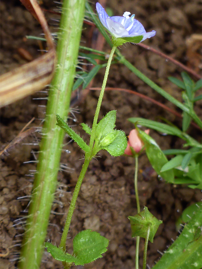 Sparsely hairy stem