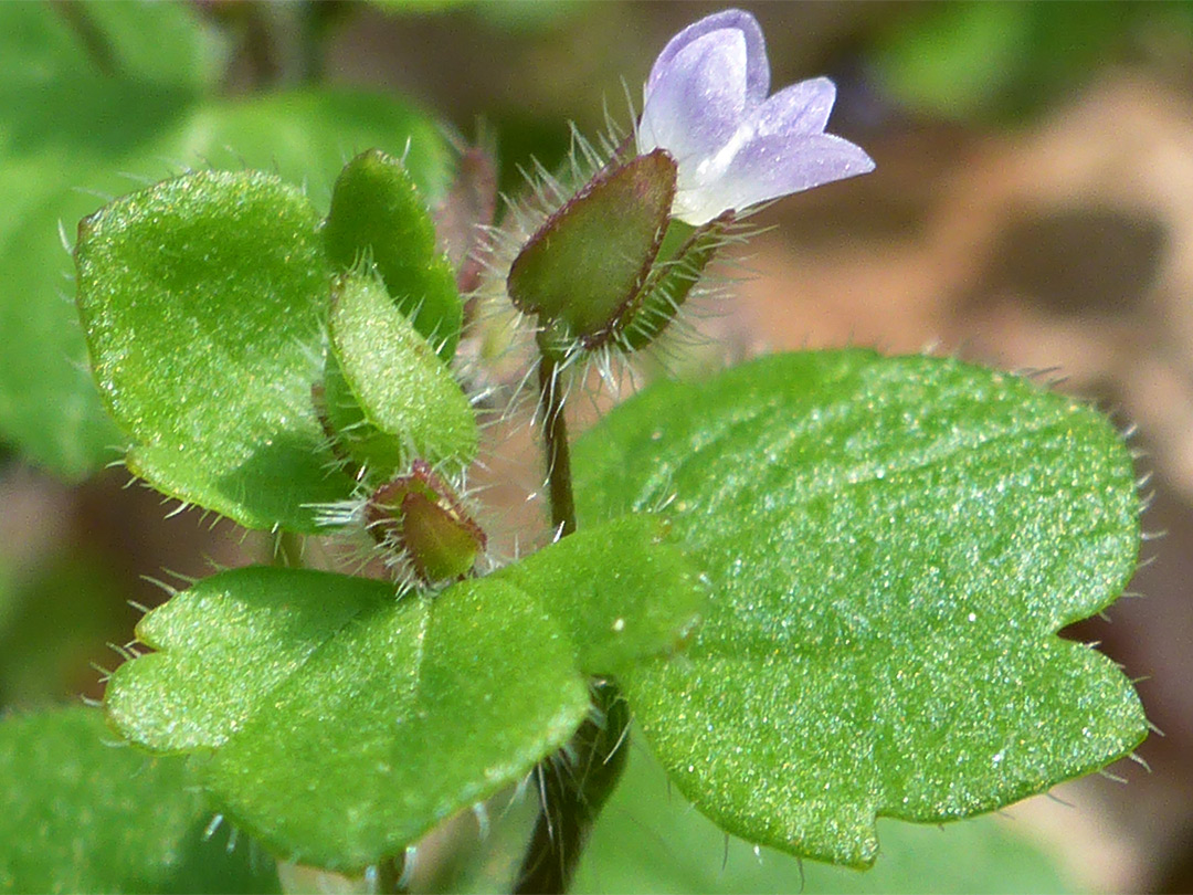 Single flower