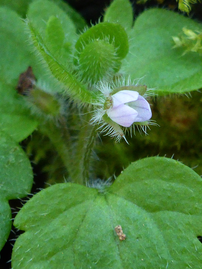 Flower and leaves