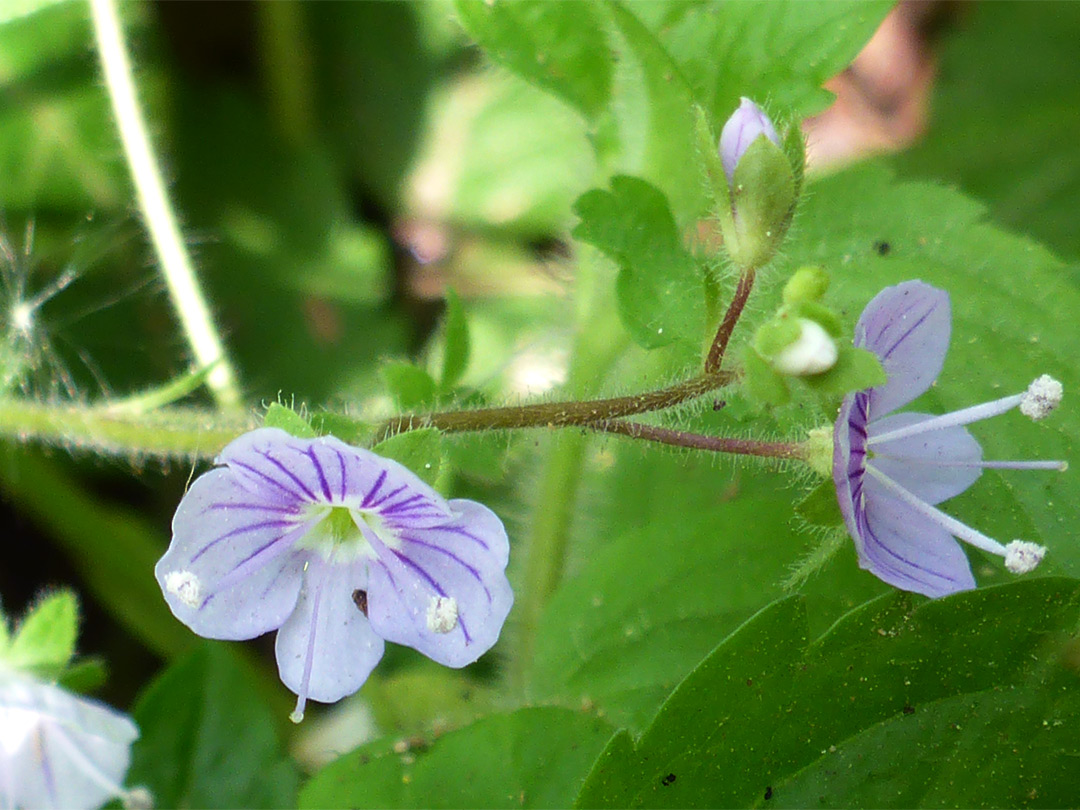 Pale lilac flowers