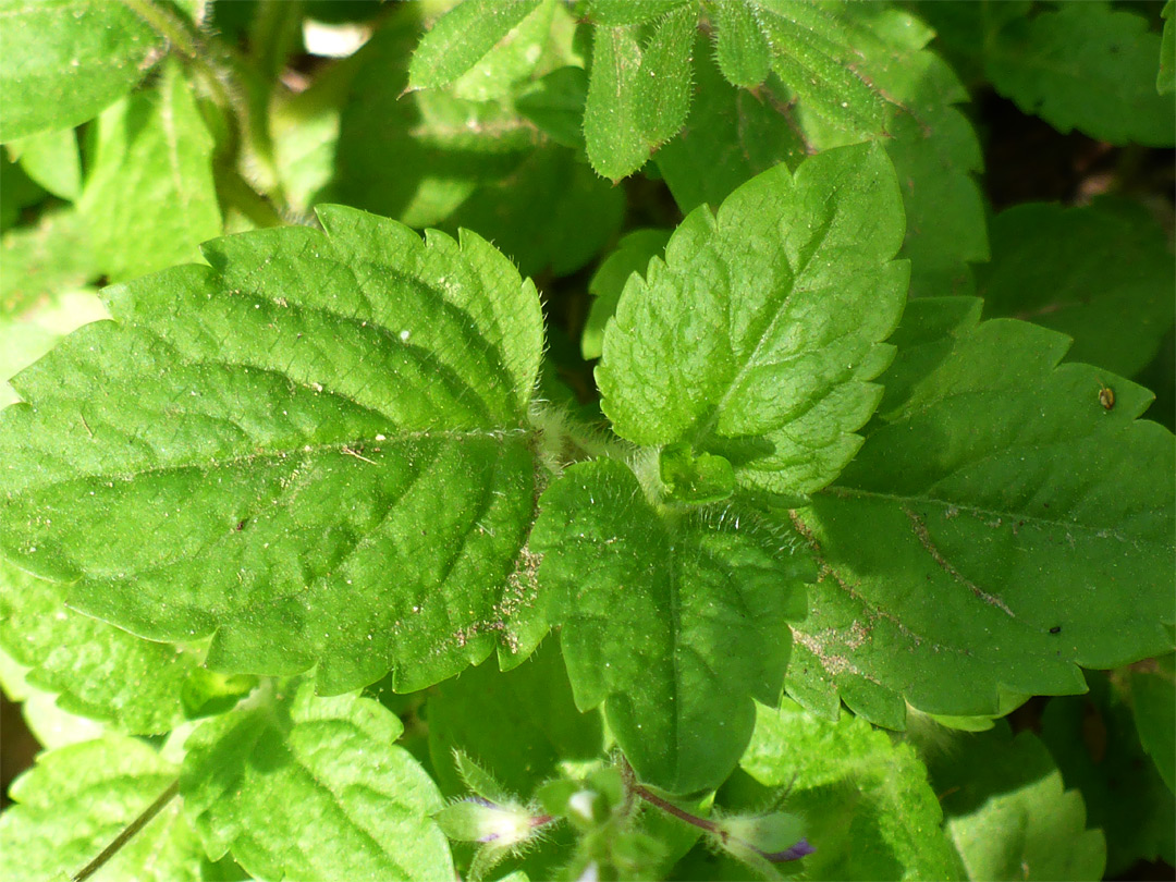 Toothed leaves